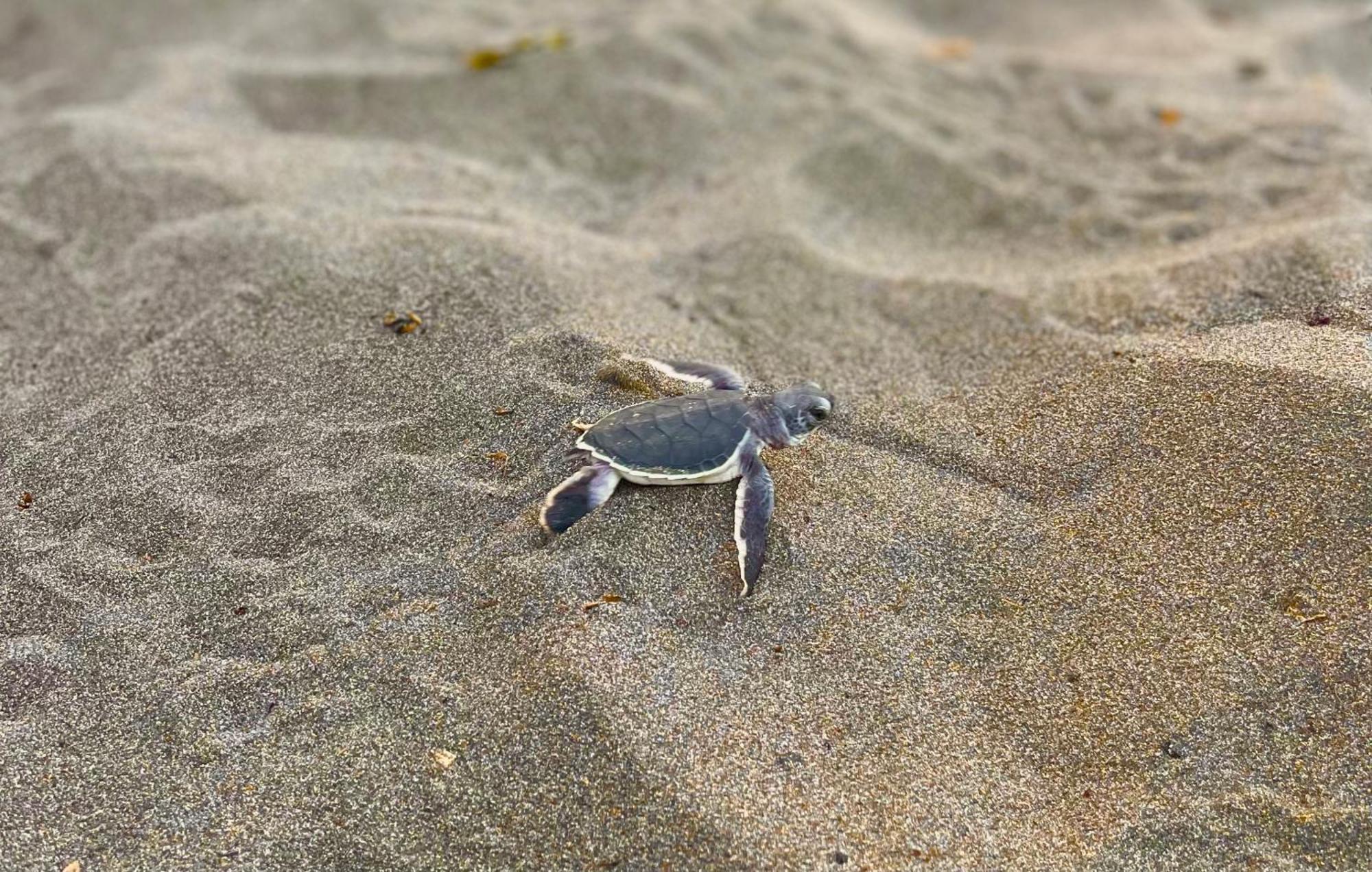 Carey Lodging Tortuguero Eksteriør billede