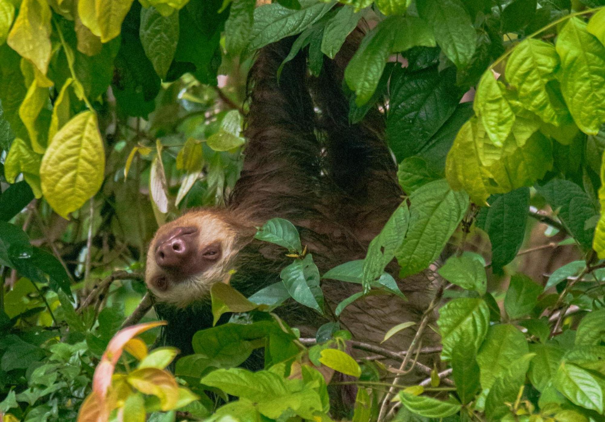 Carey Lodging Tortuguero Eksteriør billede